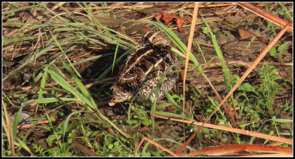 Wilson's Snipe - ML645866415