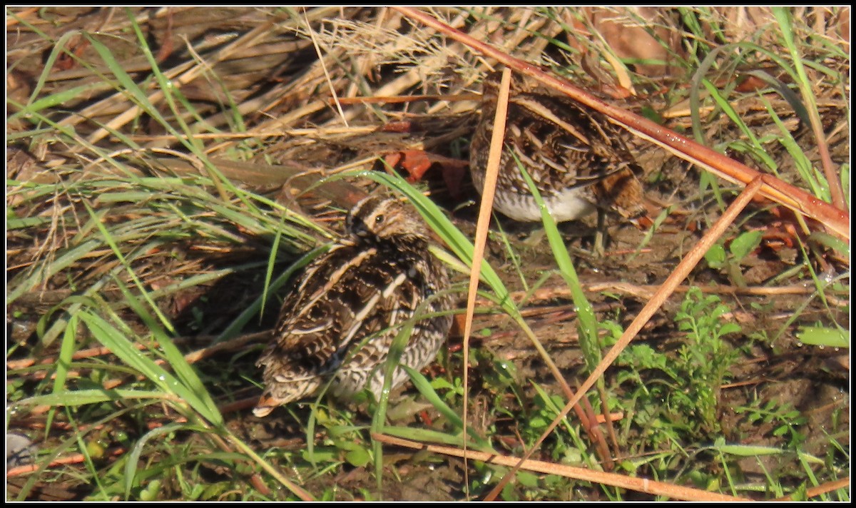 Wilson's Snipe - ML645866416