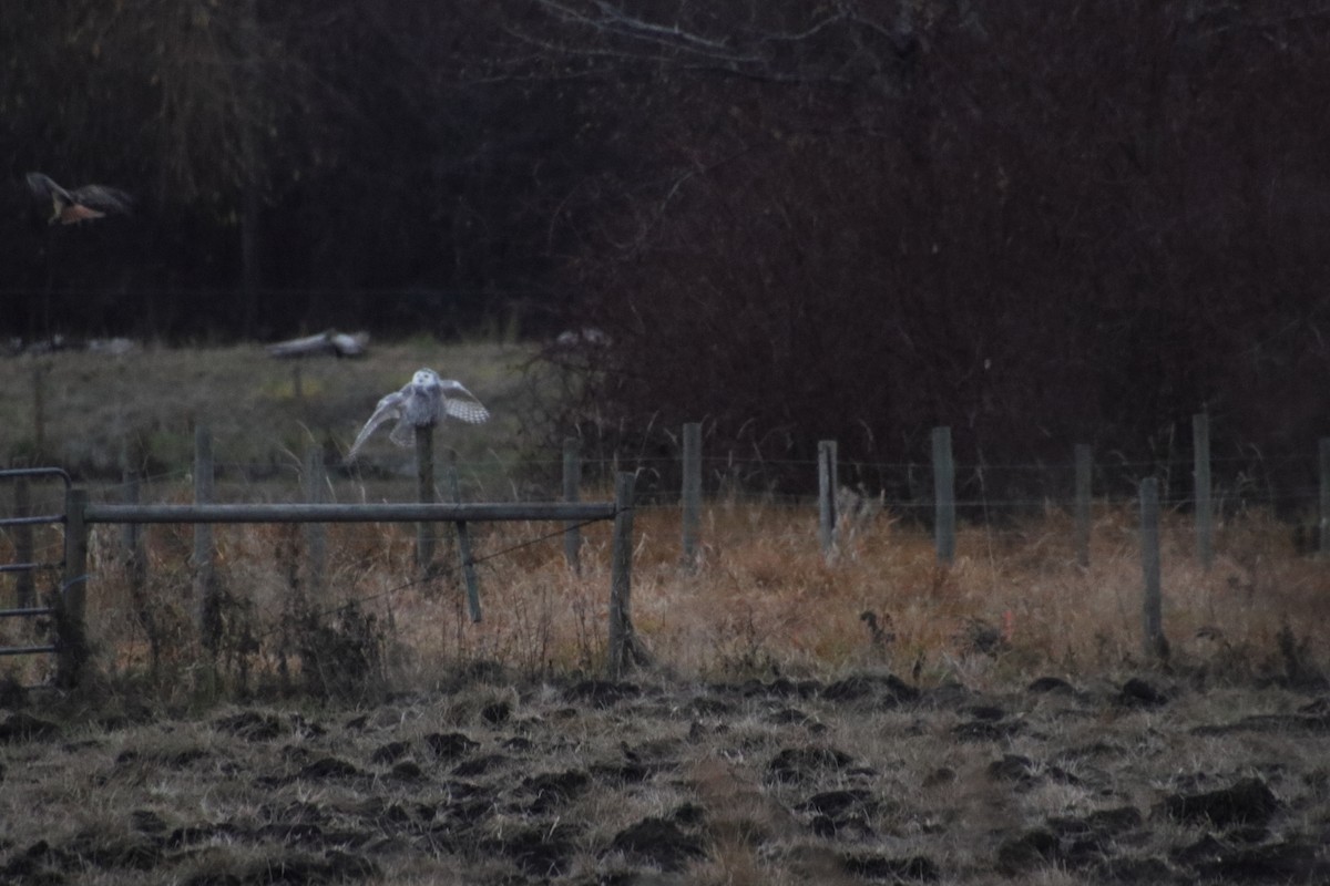Snowy Owl - ML645866418