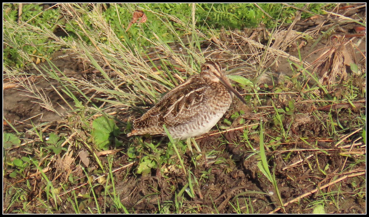 Wilson's Snipe - ML645866419