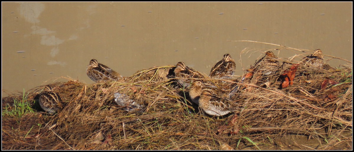 Wilson's Snipe - ML645866420