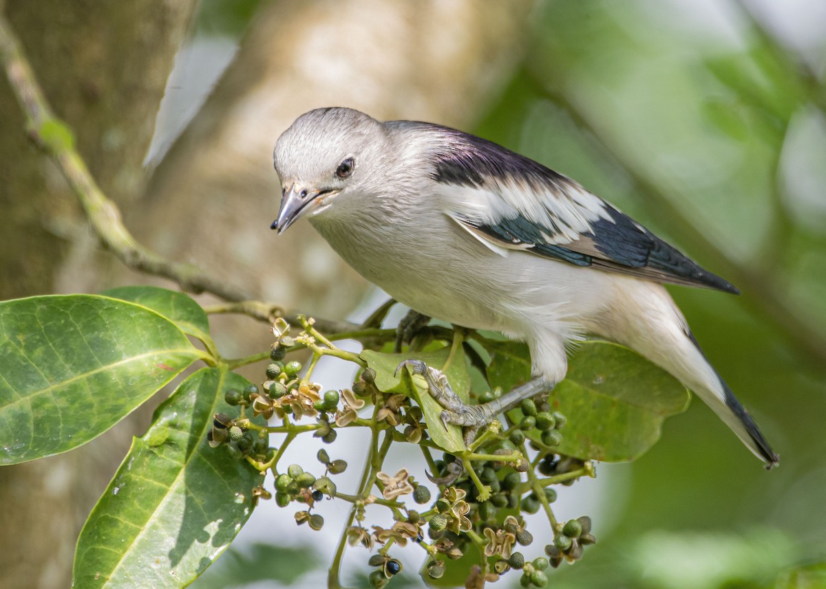 Daurian Starling - ML645866424