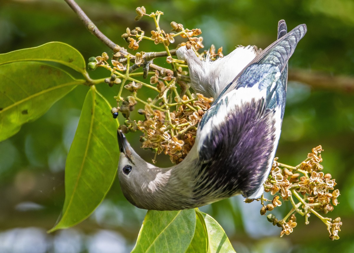 Daurian Starling - ML645866425