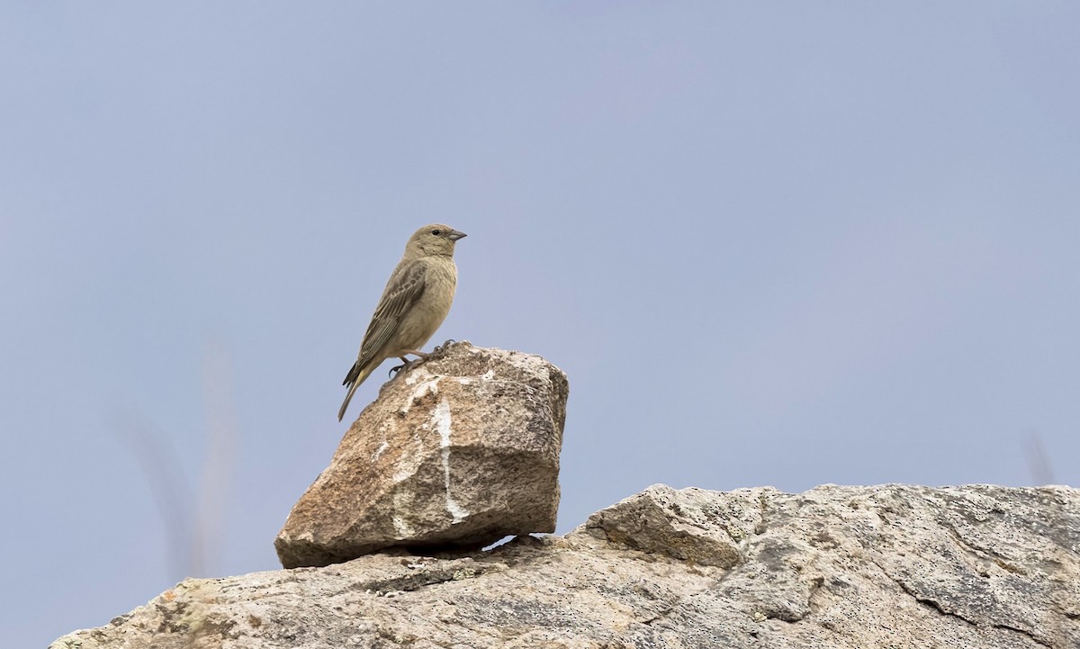 Greater Yellow-Finch - ML645866426