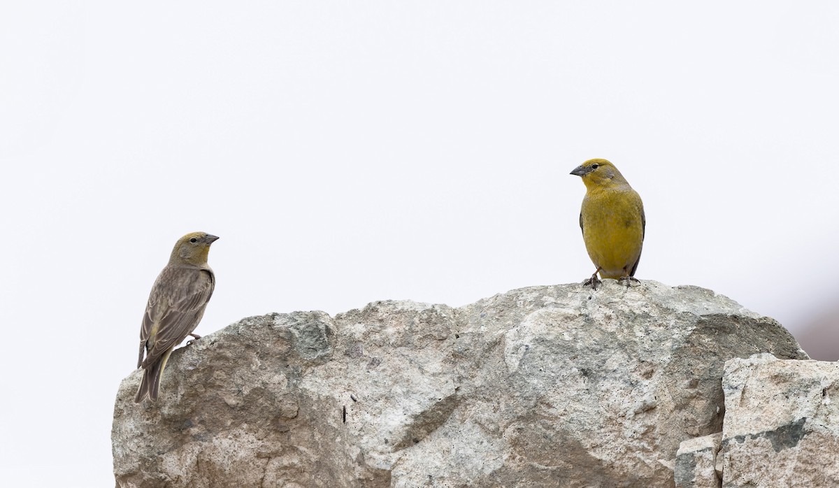 Greater Yellow-Finch - ML645866427