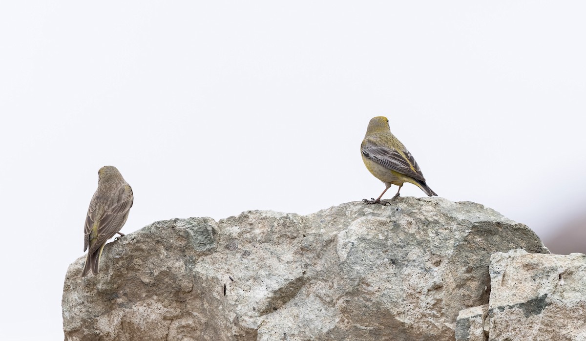 Greater Yellow-Finch - ML645866428