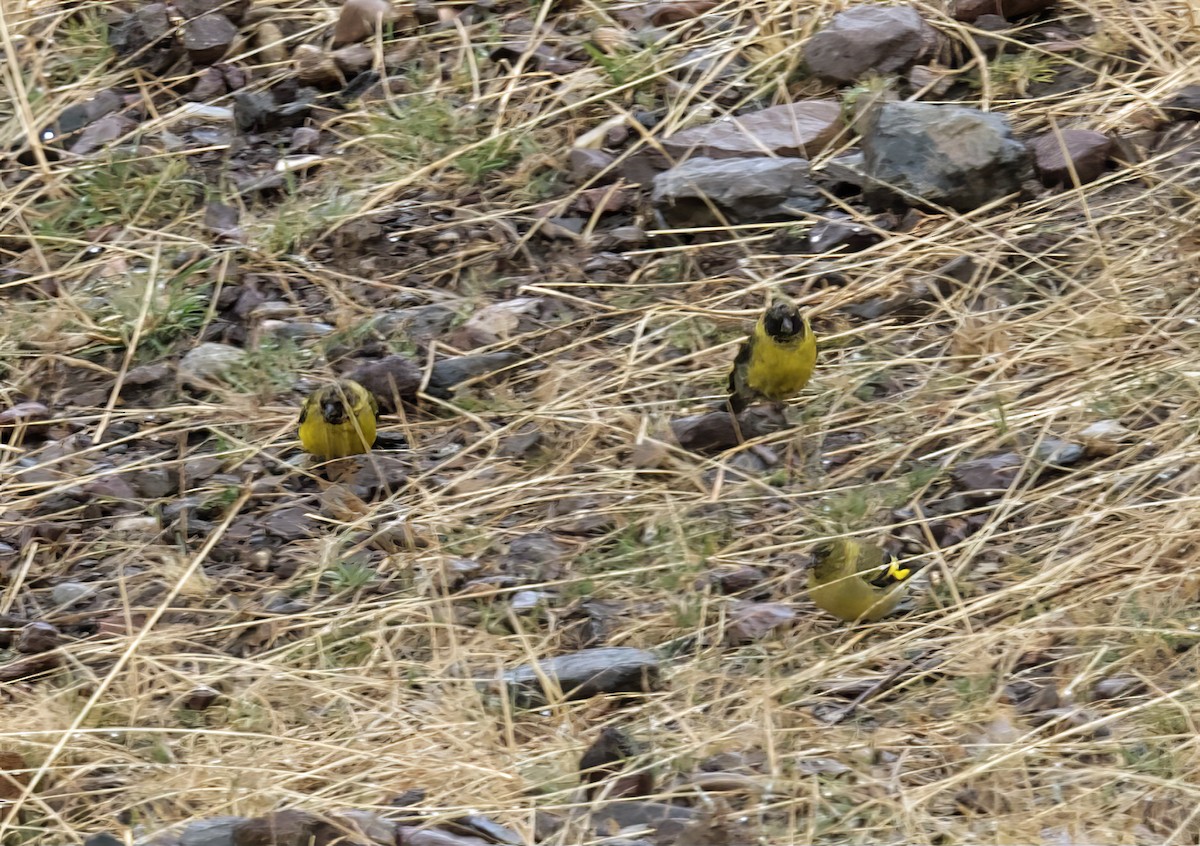 Hooded Siskin - ML645866431