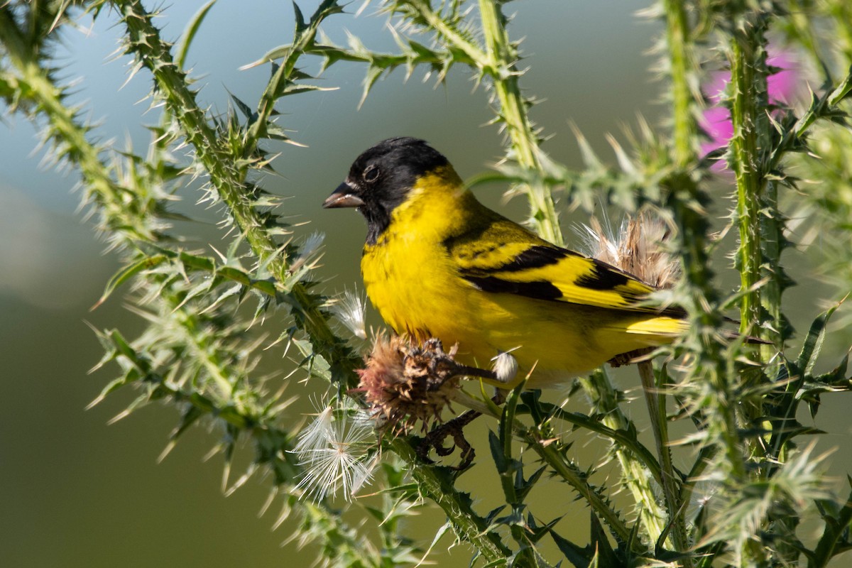 Hooded Siskin - ML645866432