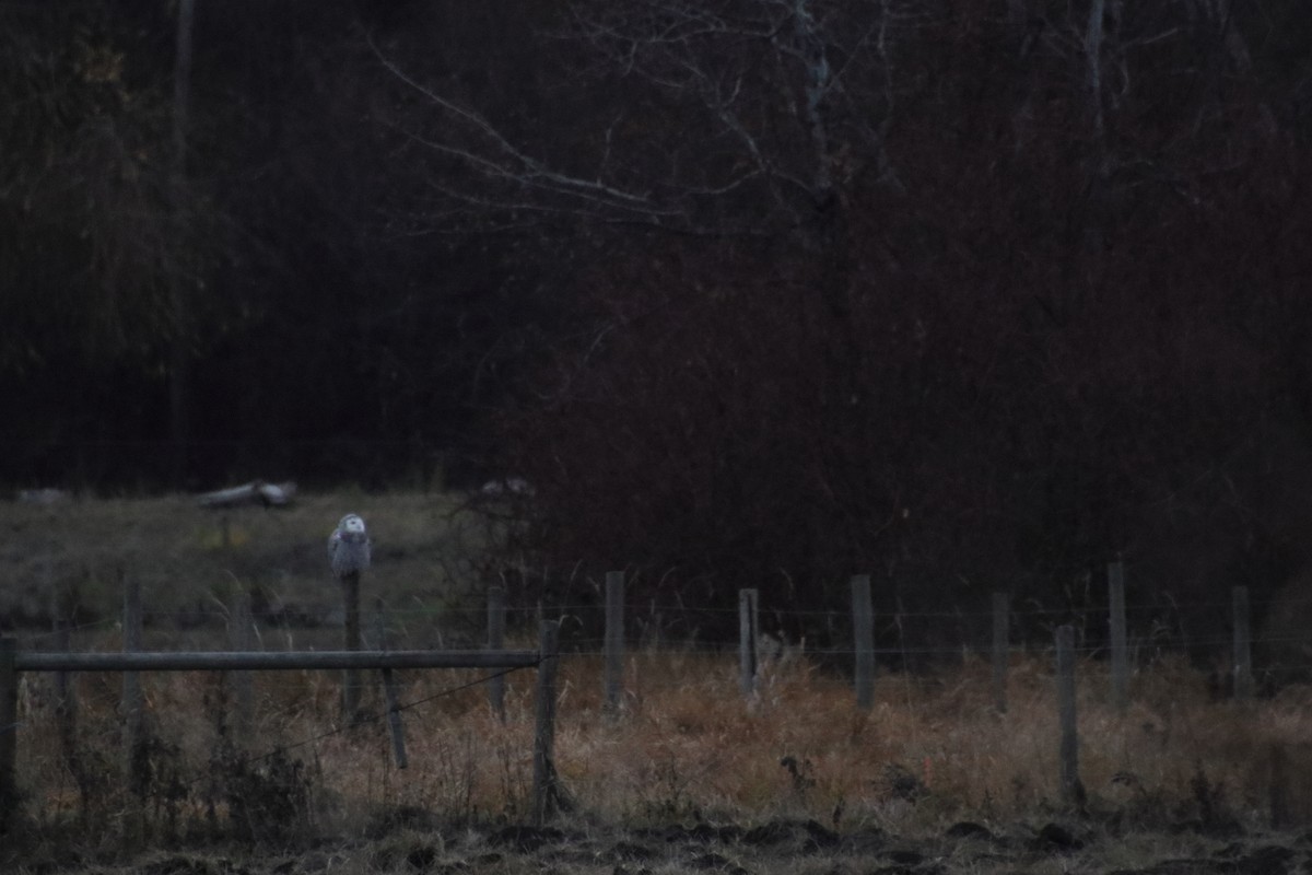 Snowy Owl - ML645866433