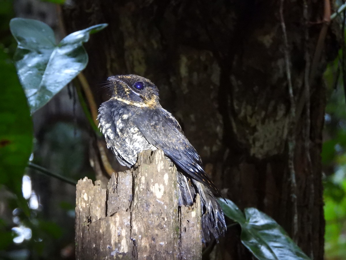 Silky-tailed Nightjar - ML645866452