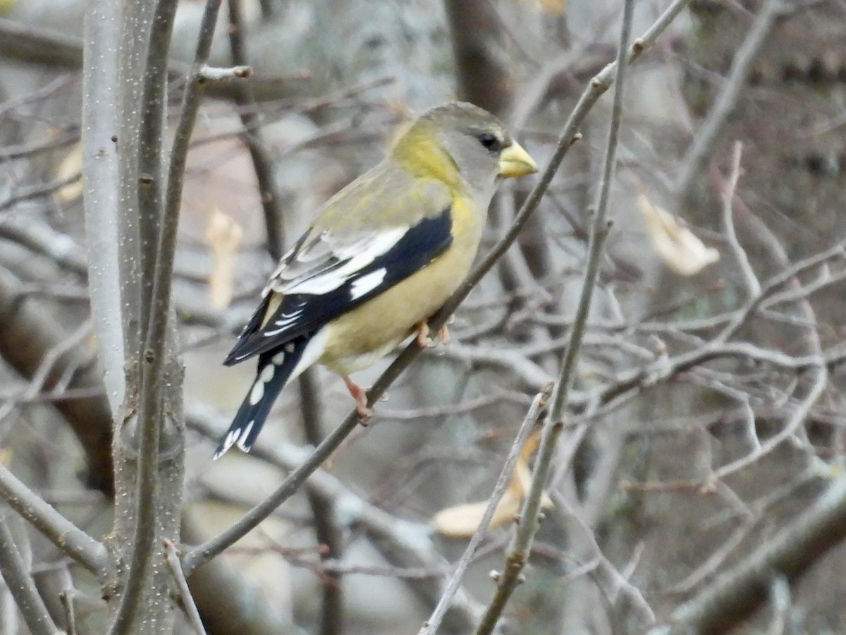 Evening Grosbeak - ML645866454