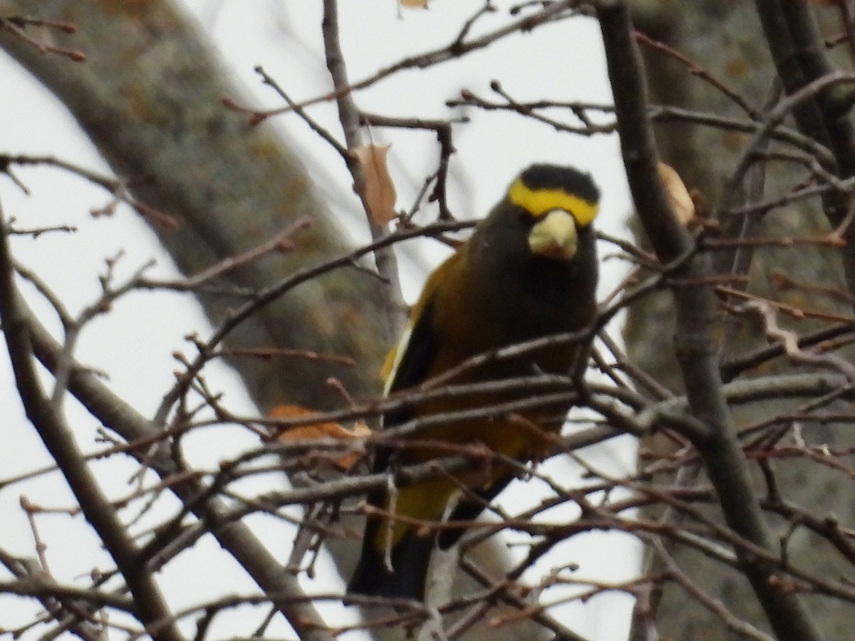 Evening Grosbeak - ML645866455