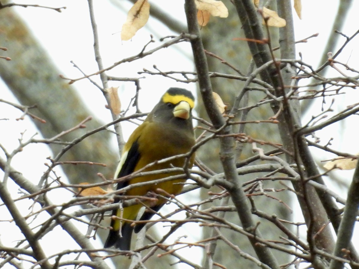 Evening Grosbeak - ML645866456