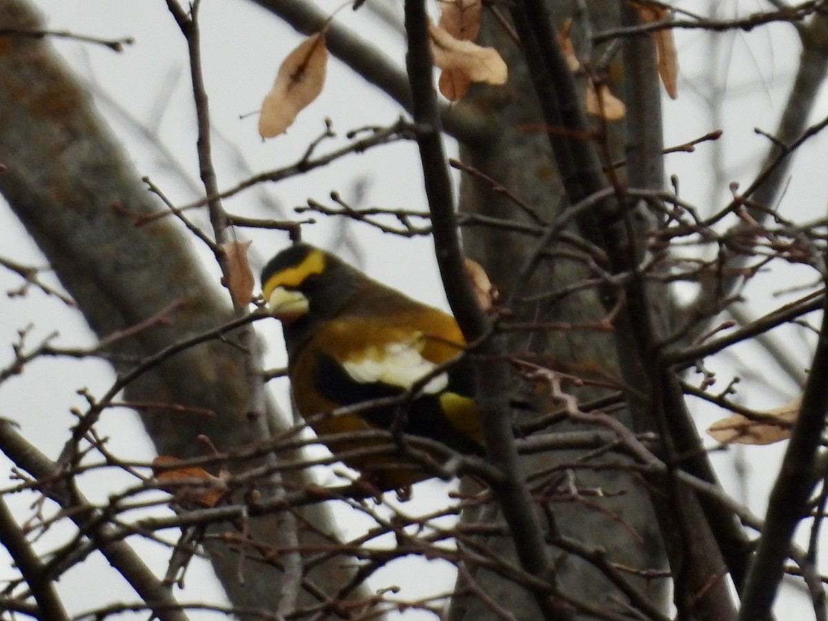 Evening Grosbeak - ML645866457