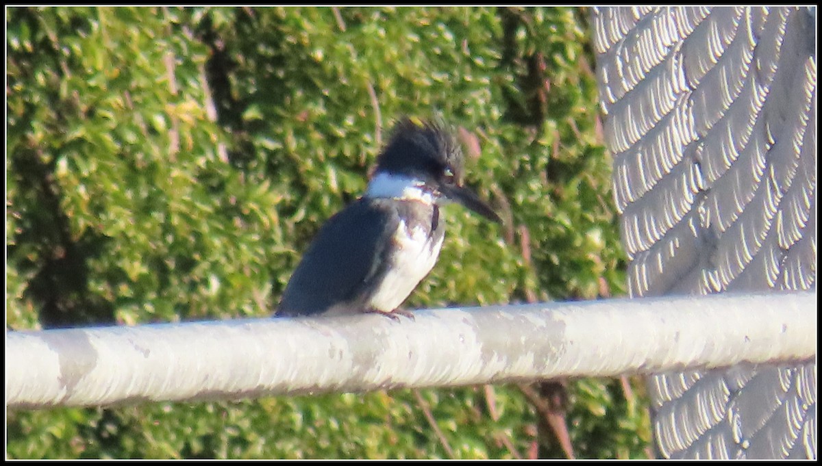 שלדג אמריקני - ML645866458