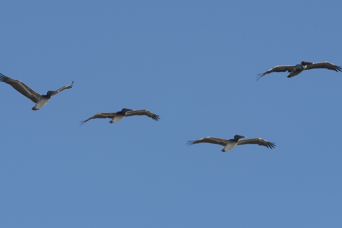 Brown Pelican - ML645866468