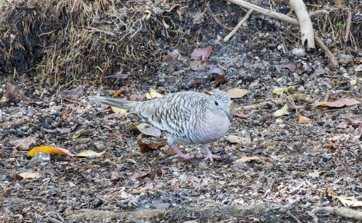 Scaled Dove - ML645866473