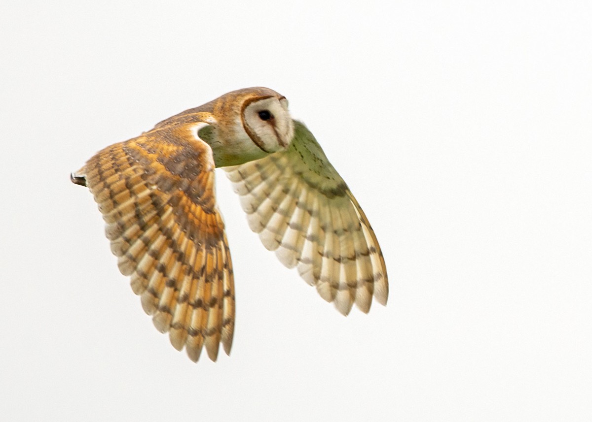 Eastern Barn Owl - ML645866474