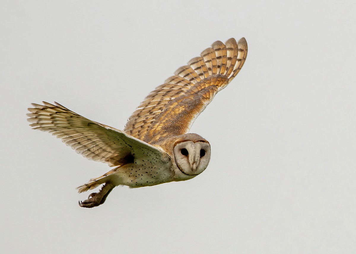 Eastern Barn Owl - ML645866475