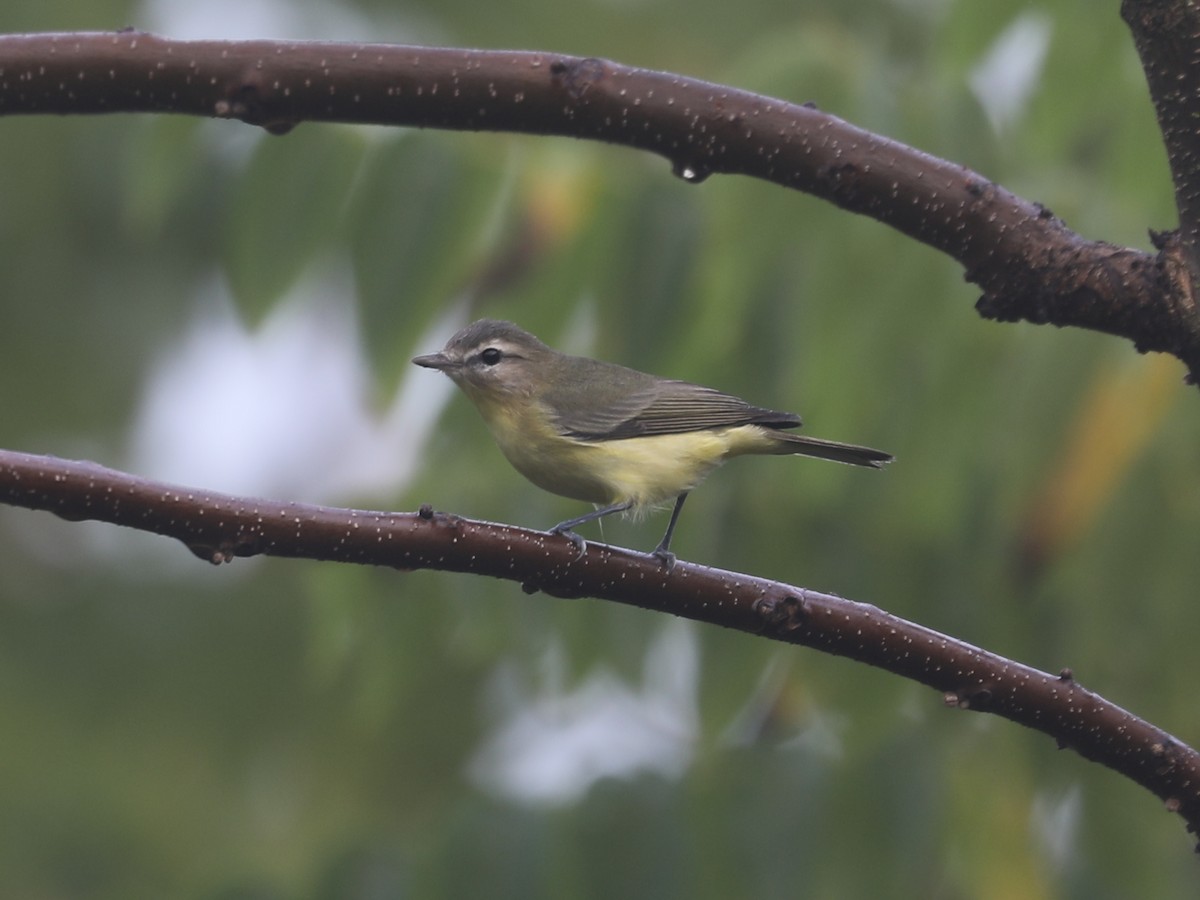 Bireo filadelfiarra - ML645866476