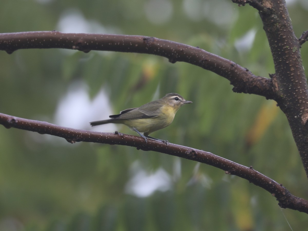 Bireo filadelfiarra - ML645866477