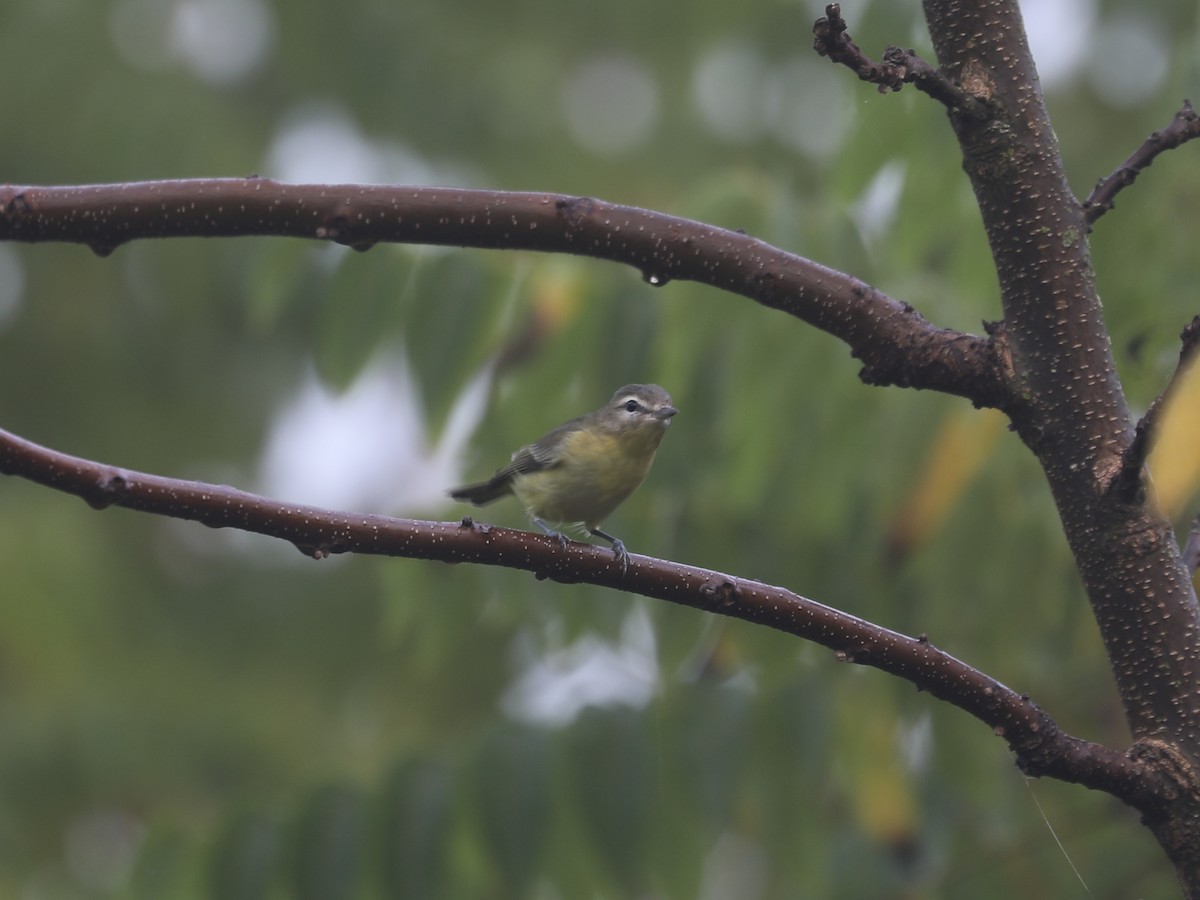 Bireo filadelfiarra - ML645866478