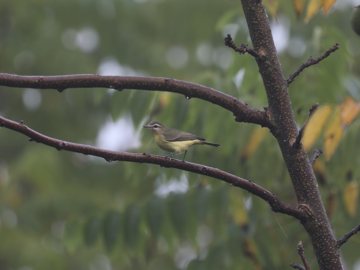 Bireo filadelfiarra - ML645866479