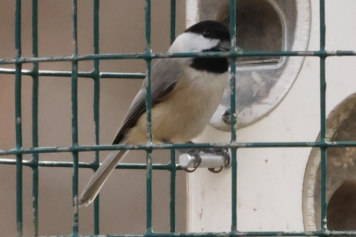 Carolina Chickadee - ML645866484
