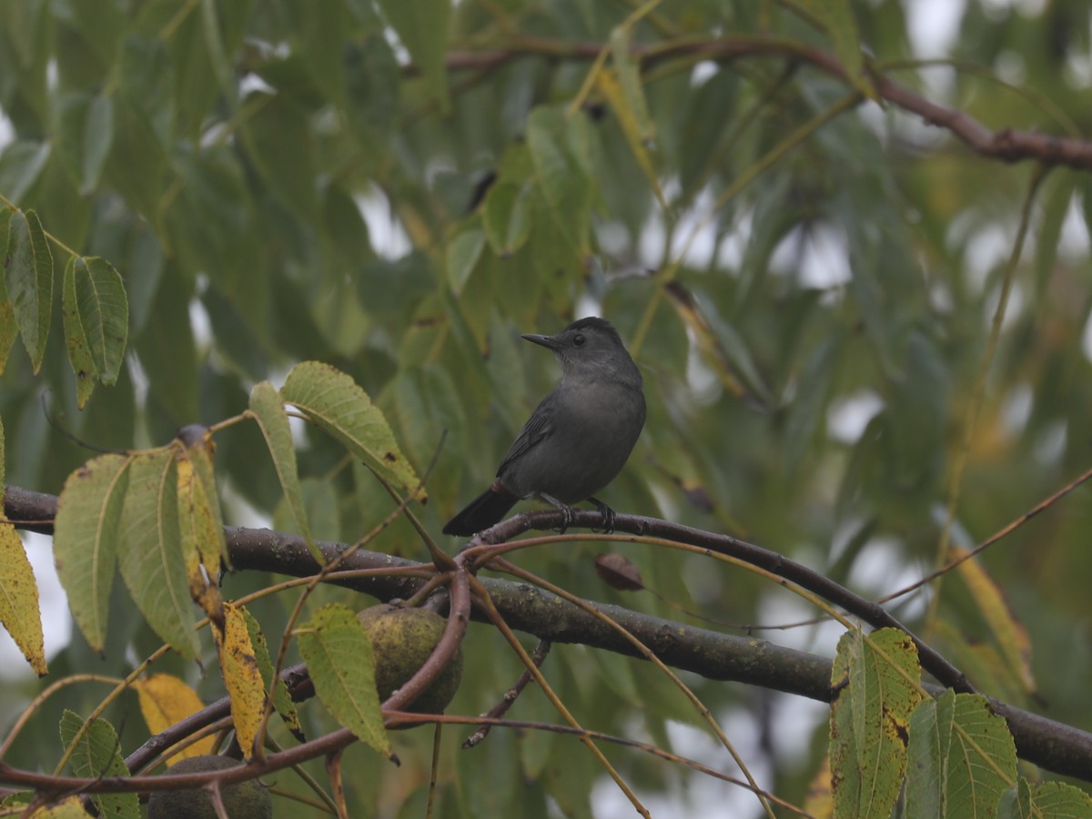Gray Catbird - ML645866493