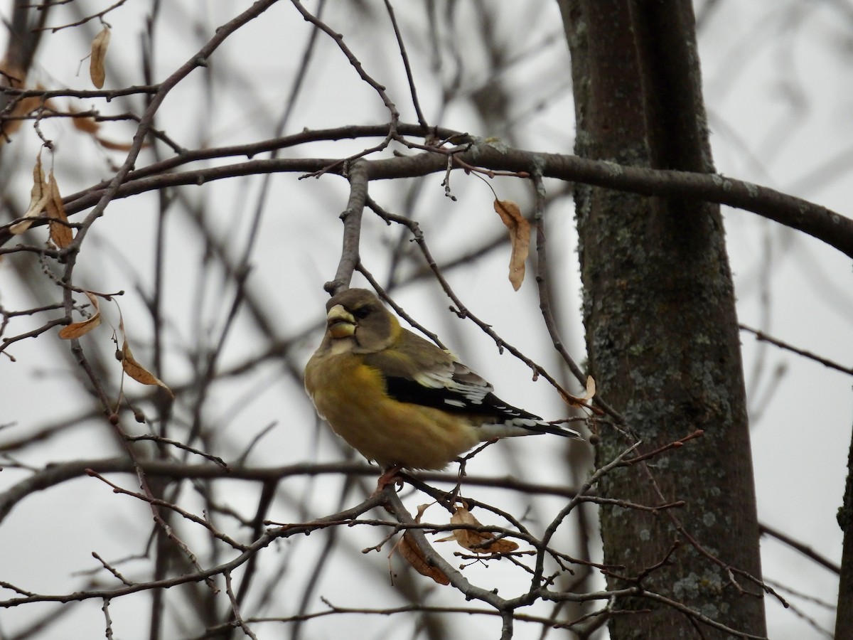 Evening Grosbeak - ML645866497