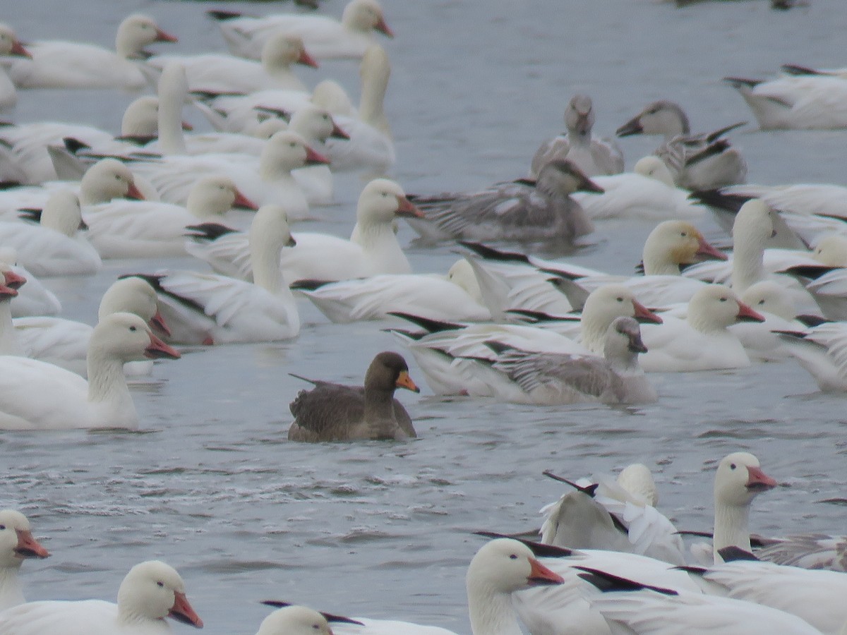 白額雁 - ML645866501