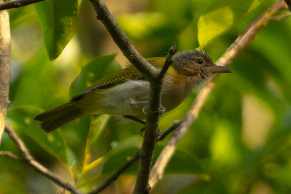 Dusky-capped Greenlet - ML645866509