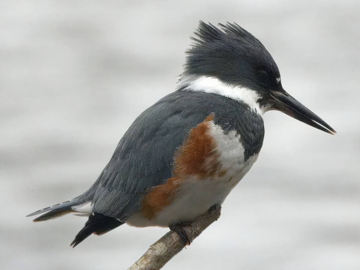 שלדג אמריקני - ML645866513