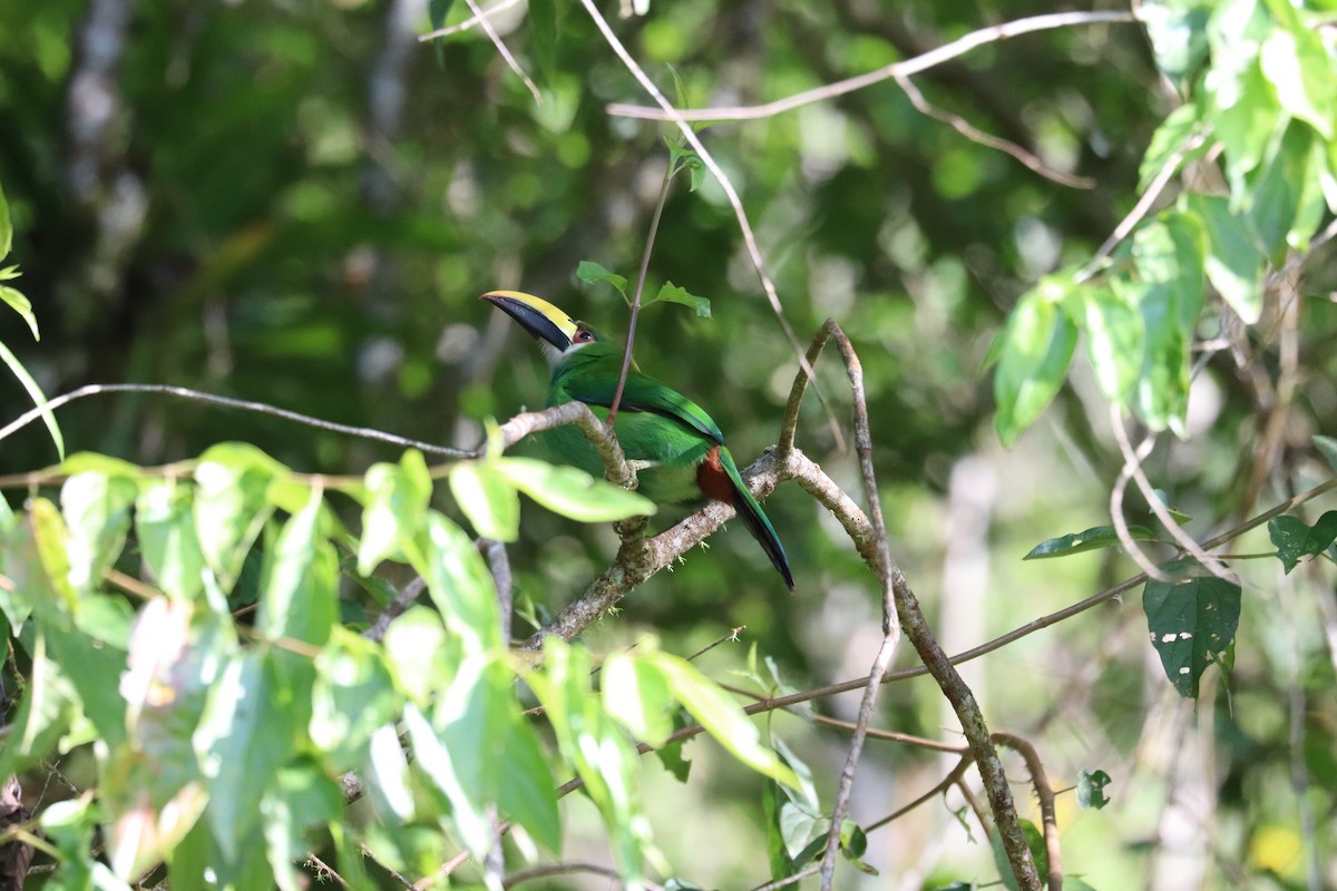 Northern Emerald-Toucanet (Emerald) - ML645866515