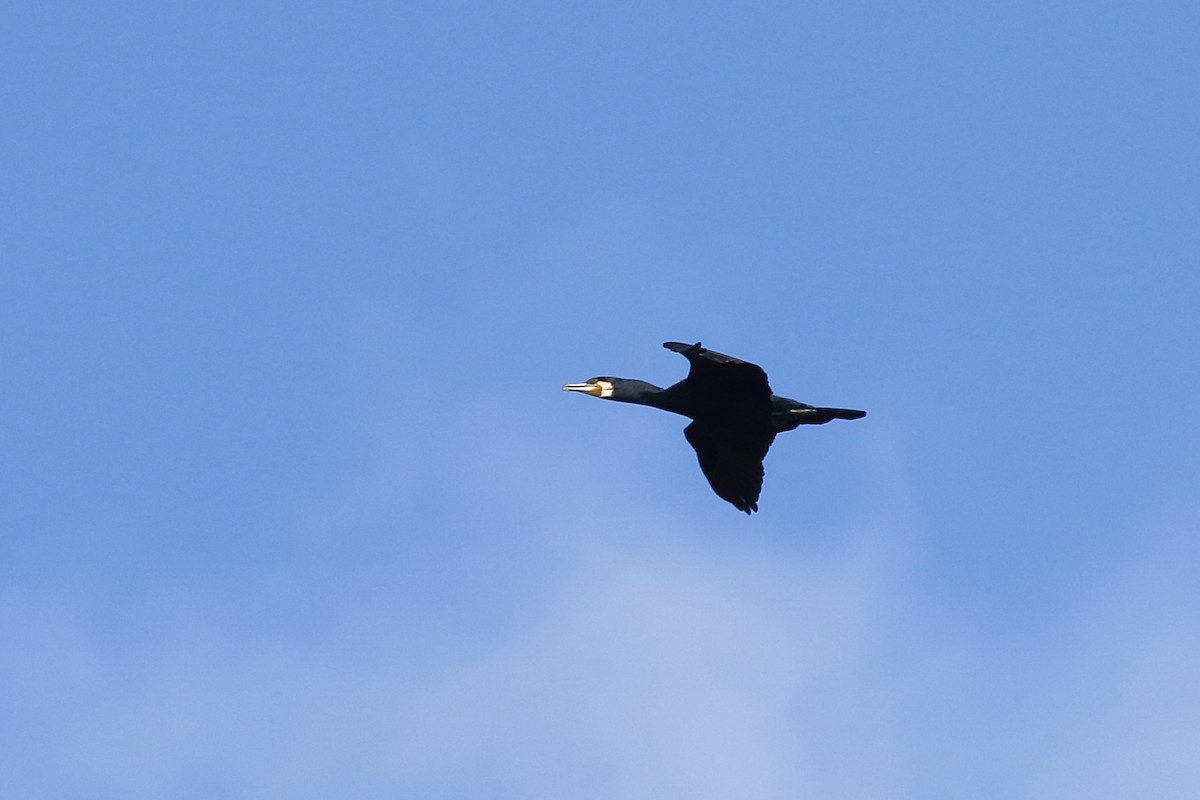 Great Cormorant - ML645866517