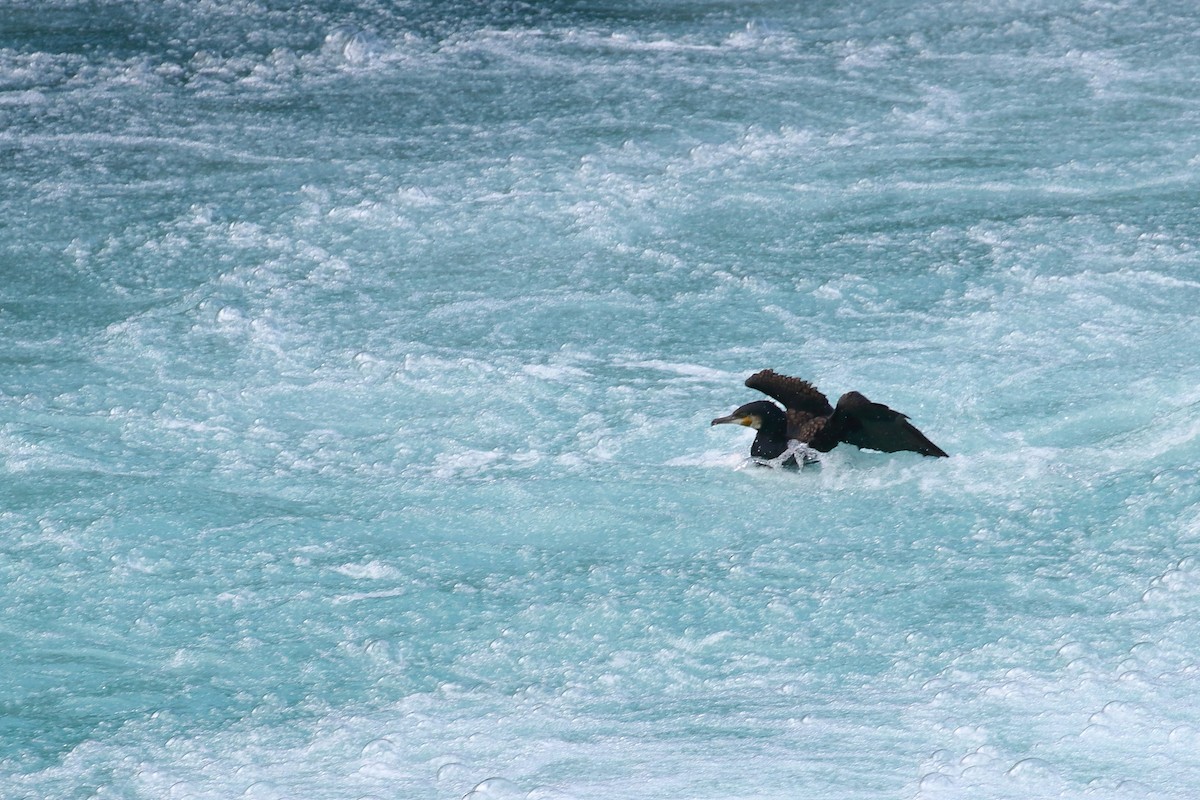 Great Cormorant - ML645866519