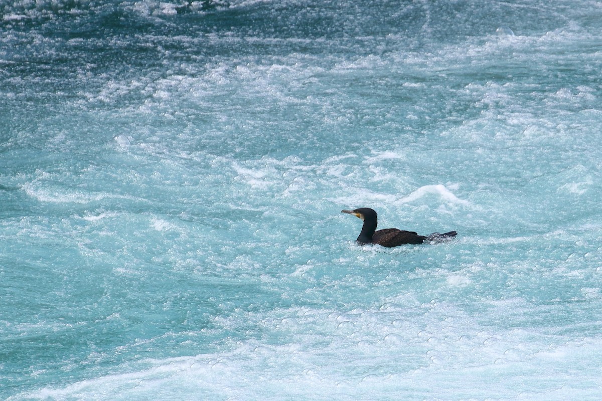 Great Cormorant - ML645866520