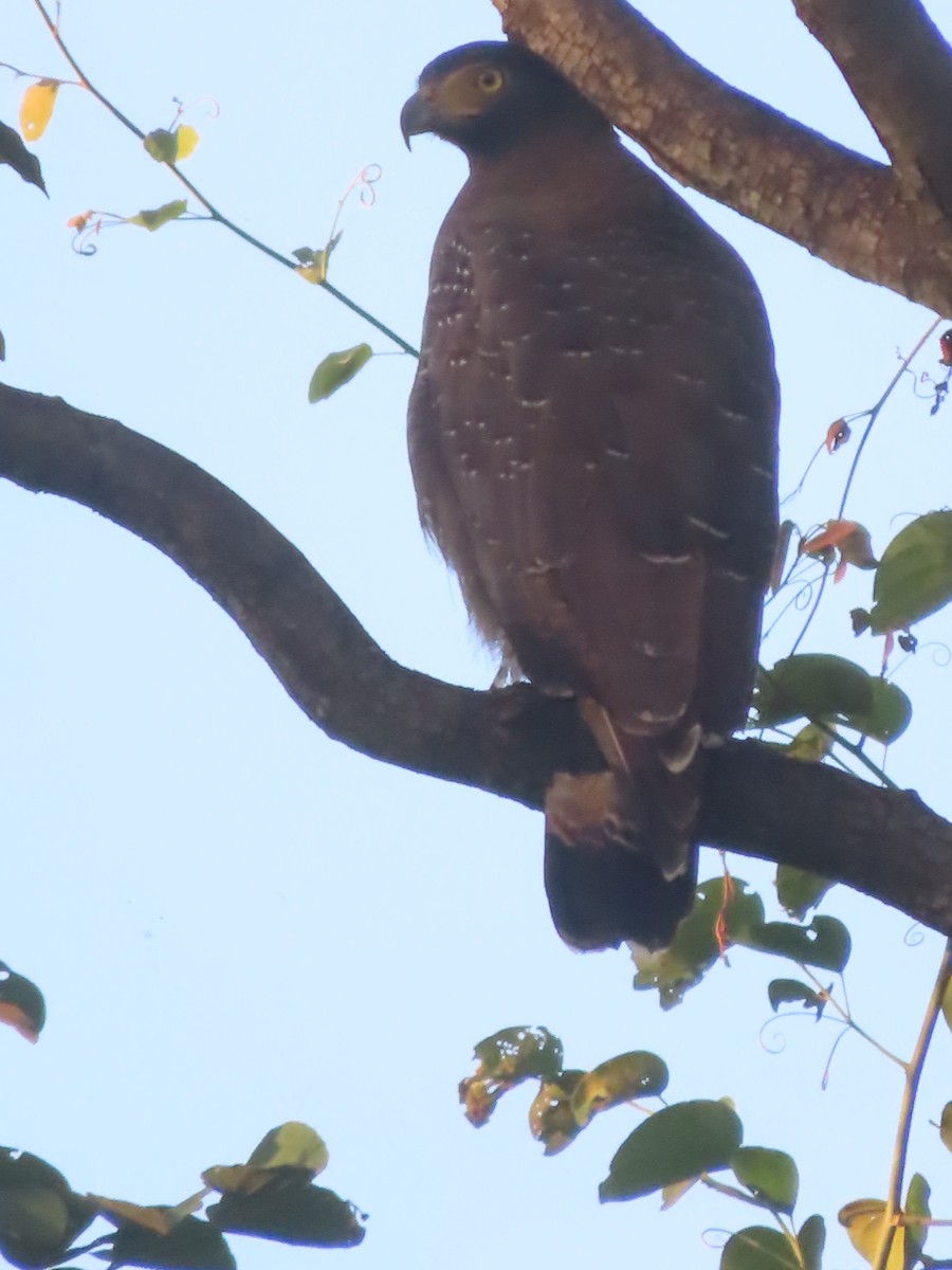 Culebrera Chiíla - ML645866521