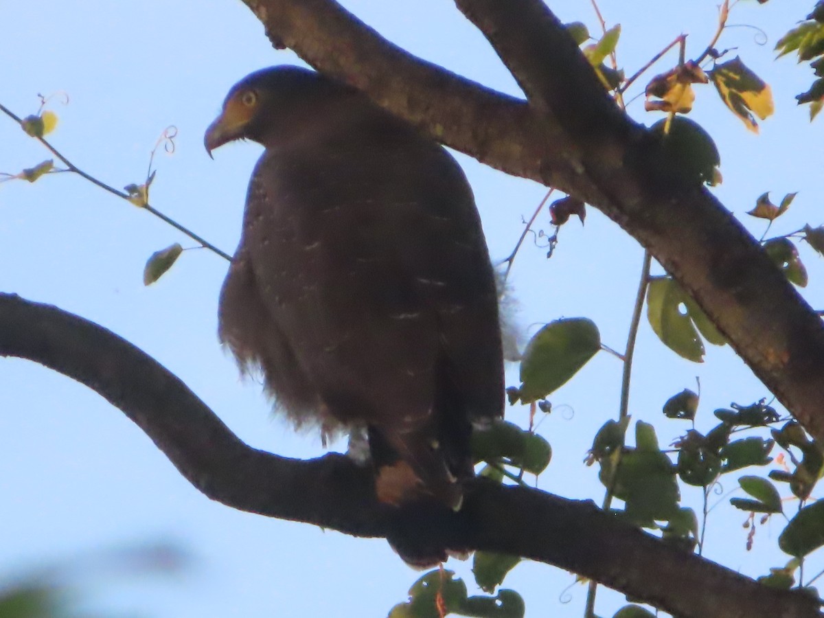 Culebrera Chiíla - ML645866523