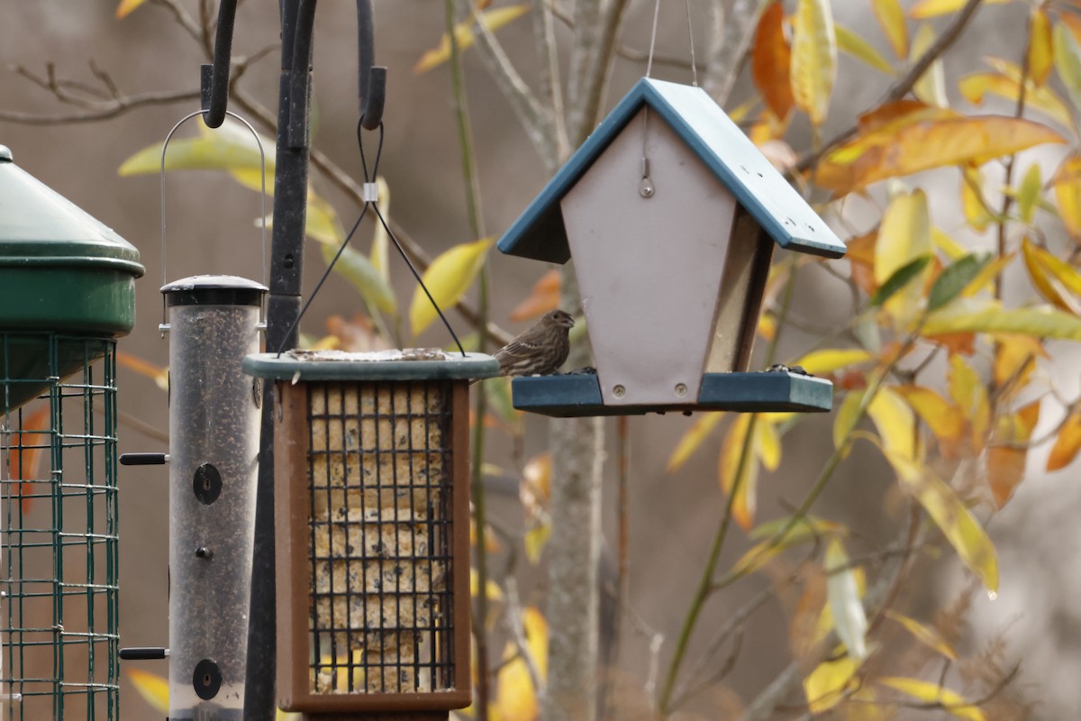 House Finch - ML645866528