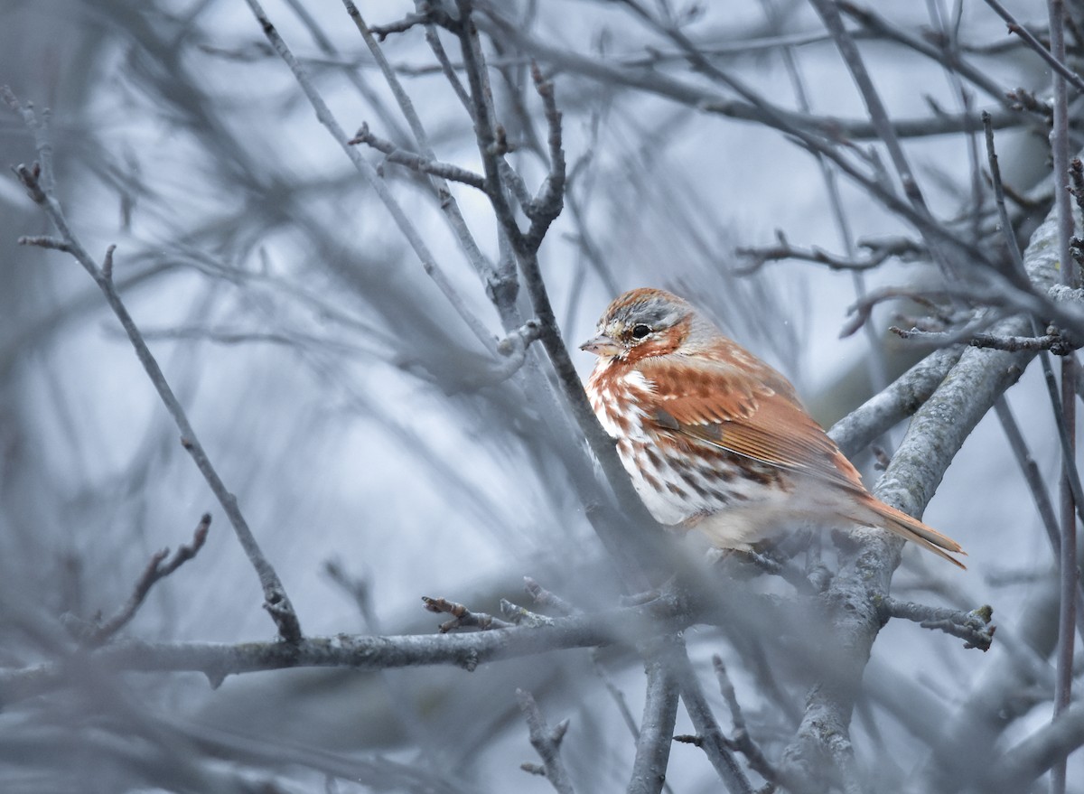 strnadec kaštanový (ssp. iliaca/zaboria) - ML645866530