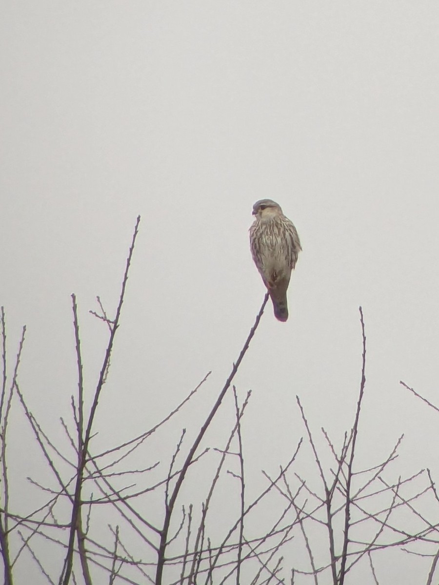 Merlin (Prairie) - ML645866534