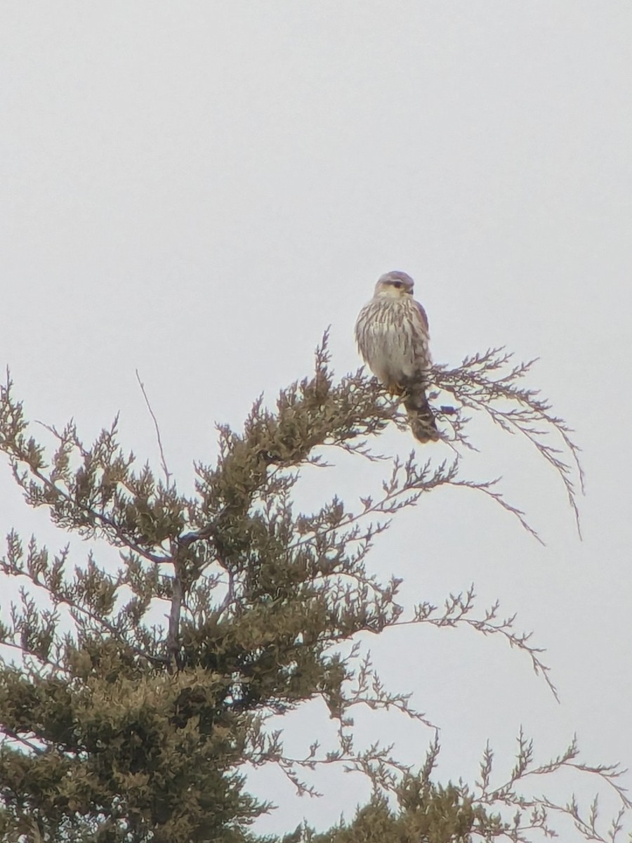 Merlin (Prairie) - ML645866535