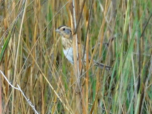 Nelson's Sparrow - ML645866547