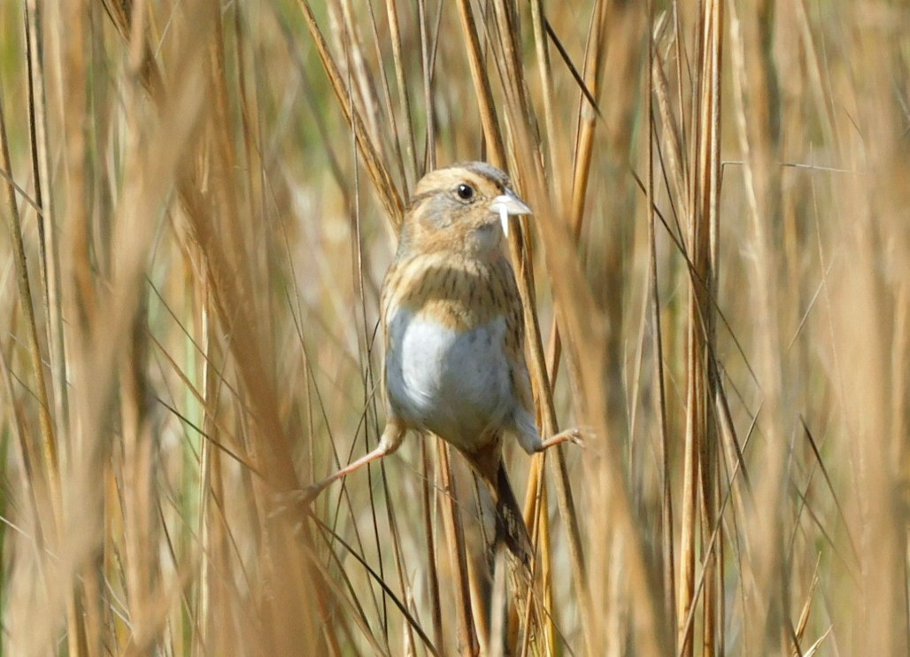 Nelson's Sparrow - ML645866548