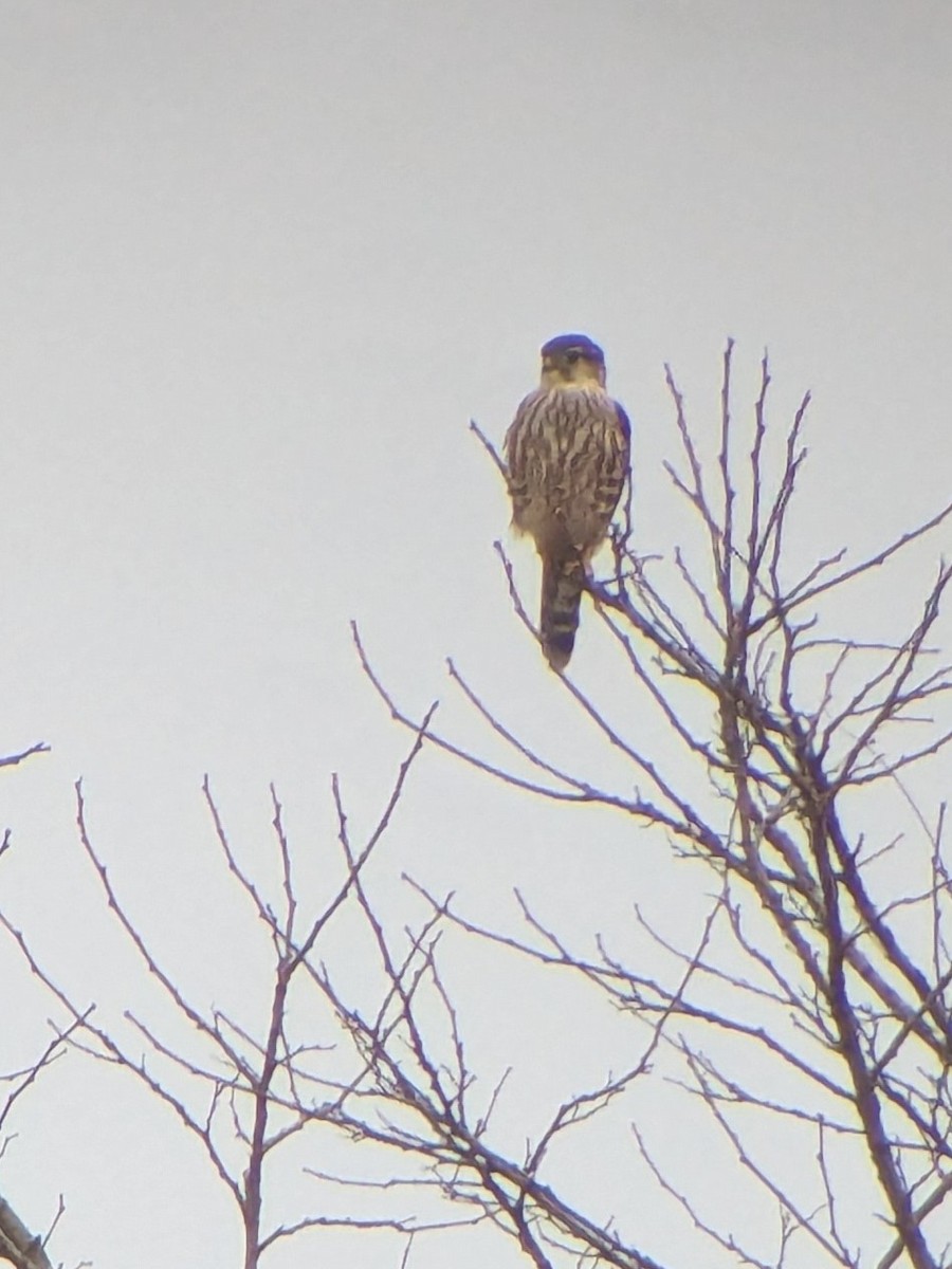 Merlin - ML645866551