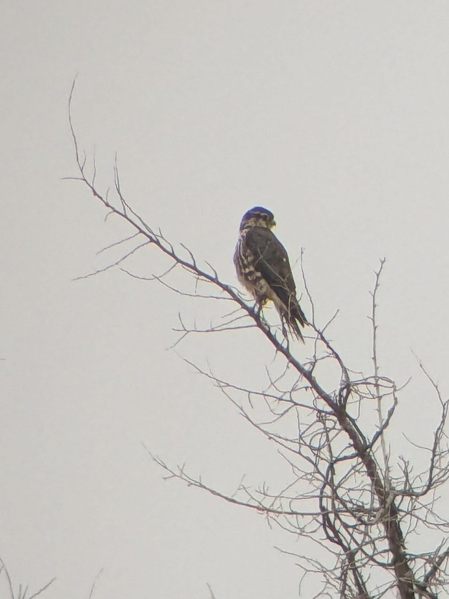 Merlin - ML645866552