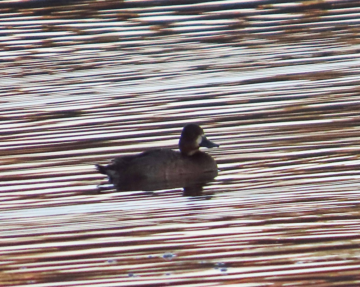 コスズガモ - ML645866554