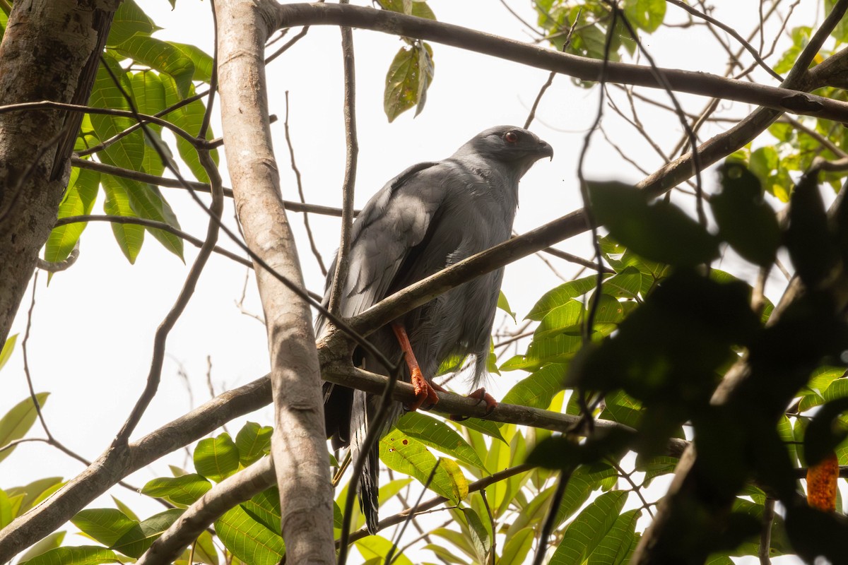 Crane Hawk - ML645866555