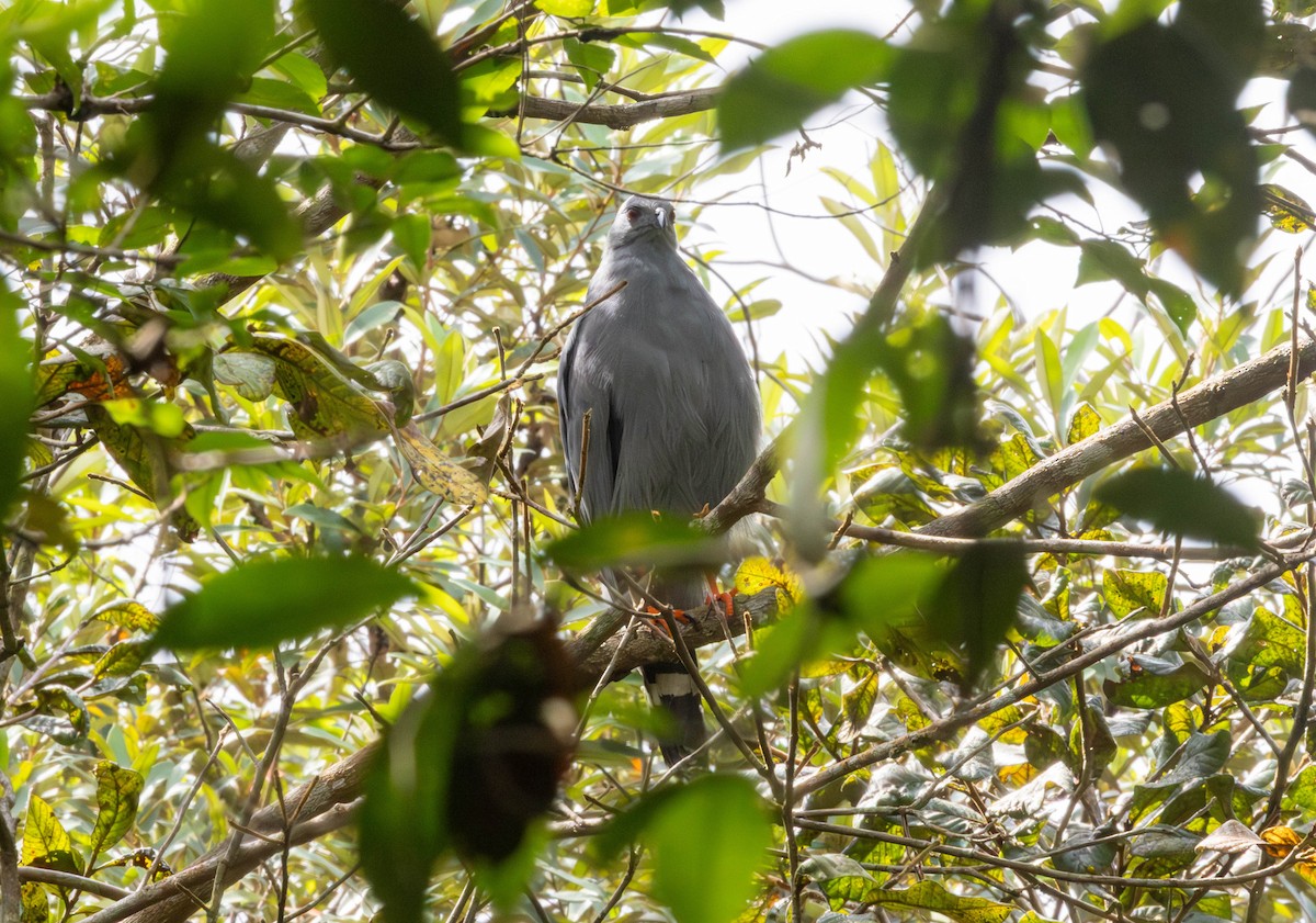 Crane Hawk - ML645866556